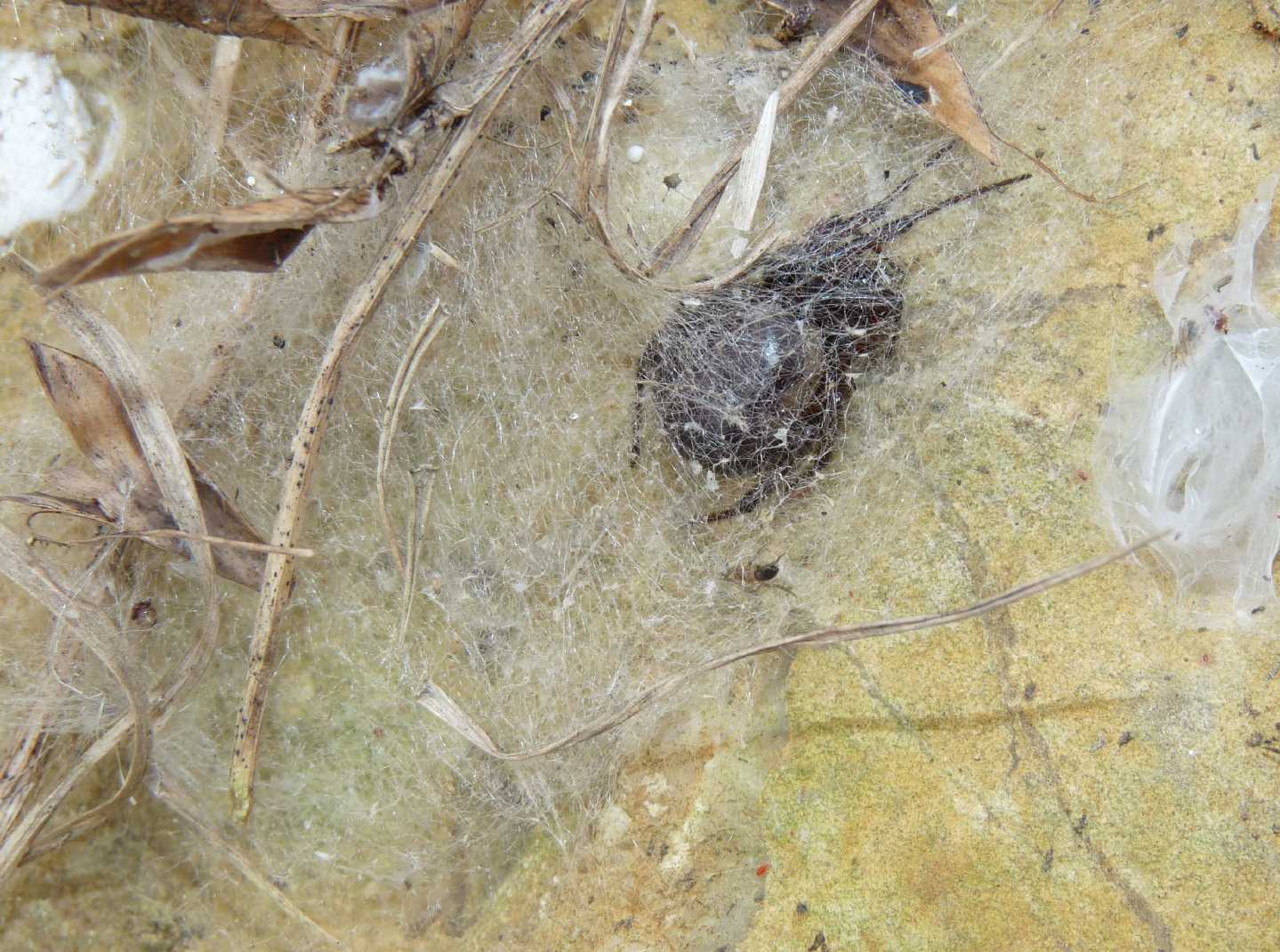 I fiocchetti bianchi della Steatoda nobilis